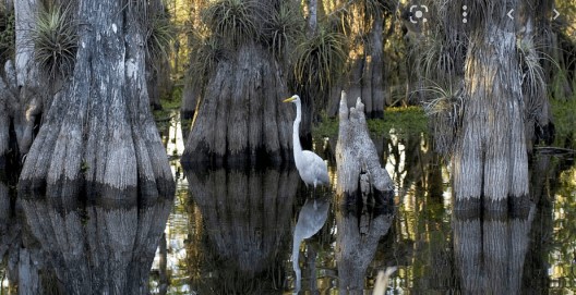 Everglades